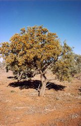 250px-Gidgee tree Simpson Desert.jpg