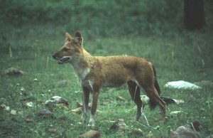 300px-Dhole.jpg