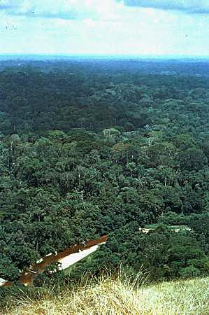 Tai-national-park--ivory-coast.jpg