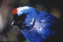 249px-Diademed tanager.jpg