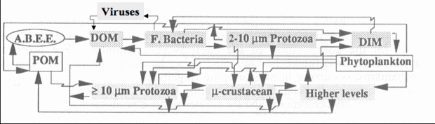 620px-Pathways of transformation oceanic pelagic.gif