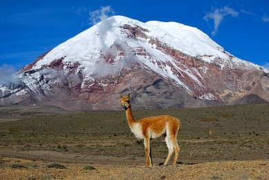 800px-vicu--a---chimborazo--ecuador.jpg