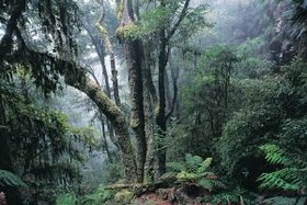 280px-Australia - New England National Park.jpg