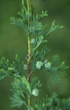 225px-Cupressacae.gif