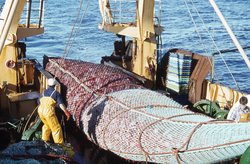 250px-Landed catch New Zealand.jpg
