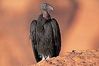 199px-California Condor.jpg