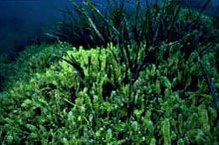 219px-Caulerpa taxifolia.jpg