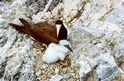 250px-Brown booby.jpg