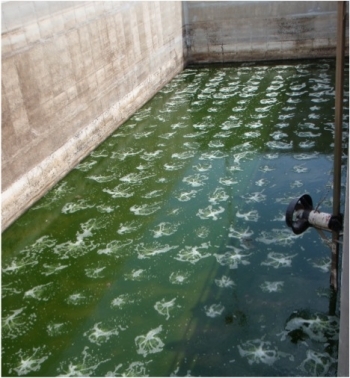 Bioremdiation wastewater.jpg