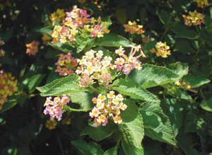 300px-Lantana camara.JPG