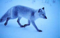 250px-Arcticfox.jpg