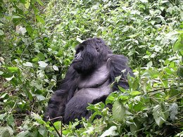 260px-Eastern Gorilla.jpg