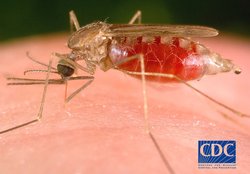 250px-Malaria mosquito.jpg