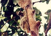 180px-Flying lemur.jpg