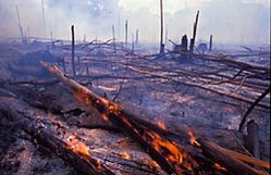 249px-Fire-deforestation-Amazon.jpg