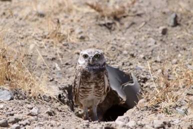 Burrowingowl-pipe-copy.jpg