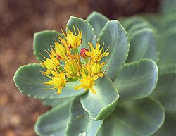 250px-Rhodiola lg.jpg