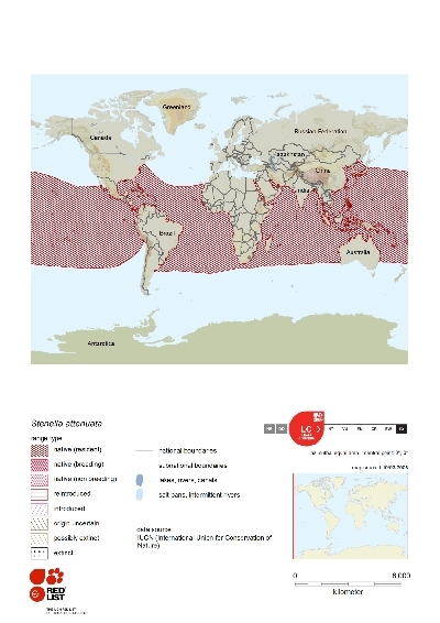 Distribution of Stenella attenuata.png.jpeg