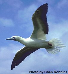 250px-Red-footed booby.jpg