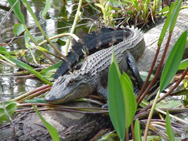 American alligator.jpg