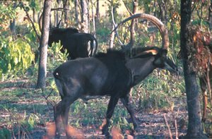300px-Angolan giant sable antelope (Hippotragus niger variani), Angola.jpg