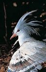 The kagu (Rhynochetos jubatus, EN) is the only representative of an entire family endemic to New Caledonia. (Source: © Seitre/Bios)