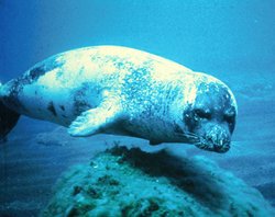 250px-Mediterraneanmonkseal.jpg