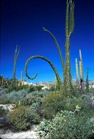 200px-Fouquieria columnaris.jpg