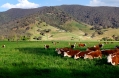 Cows in green field - nullamunjie olive grove03.jpg