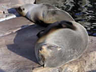 190px-South America Fur Seal 1.jpg