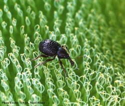 250px-Weevil.jpg