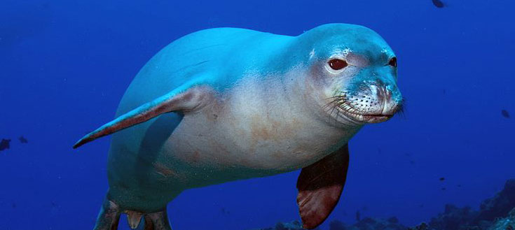 Hawaiian-monk-seal.jpg