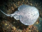 150px-Pacific Electric Ray.jpg