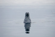 180px-Spotted seal 1.jpg