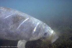 250px-Caribbean manatee .jpg