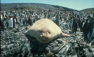 300px-Southern elephant seal.jpg