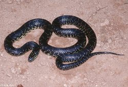 250px-Na0404 black kingsnake ken.jpg