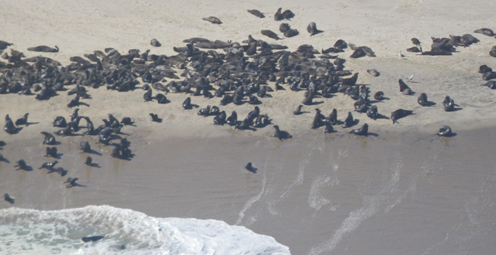 Namibcoastcapefursealaerial716px.jpg