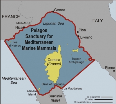 Pelagos Sanctuary.PNG.jpeg