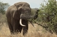 African elephant.jpg