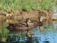 200px-Mexican duck.jpg