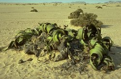 250px-Welwitschia.jpg