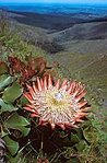 149px-King protea.jpg