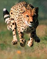 200px-Cheetah running P Cromer.jpg