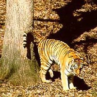 200px-Tiger marking territory.jpg