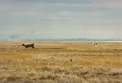 249px-Reindeer (Rangifer tarandus), near Tabor, Sakha Republic, Russia.jpg