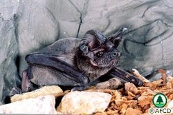 250px-Wrinklelippedbat.jpg