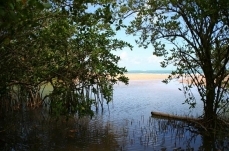 Oil spills in mangroves