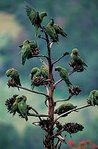 149px-Maroon fronted parrot.jpg