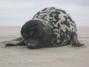 180px-Hooded Seal 1.jpg